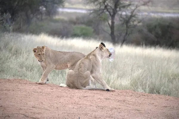 Savanadaki güzel vahşi aslanlar.