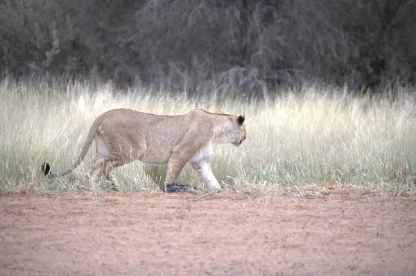 Namibya 'daki Etoşa Milli Parkı' nda bir aslan