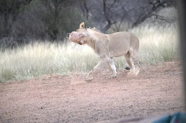 Aslan ın kruger national park, Güney Afrika