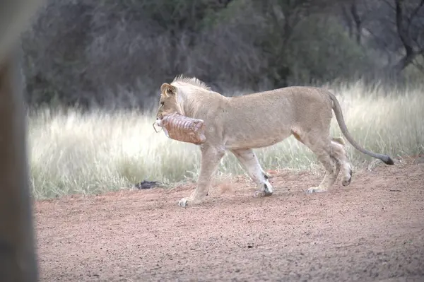 Güney Afrika 'daki Kruger Ulusal Parkı' ndaki savanda beyaz bir aslanın güzel bir resmi.