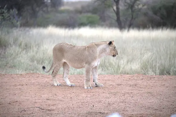 Savanadaki şirin bir aslanın yakın plan fotoğrafı.