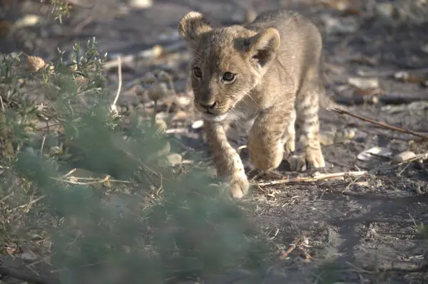 Çita yavrusu çalıların arasında yürüyor.
