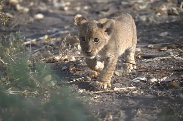 Yavru aslan yavrusuyla oynuyor.