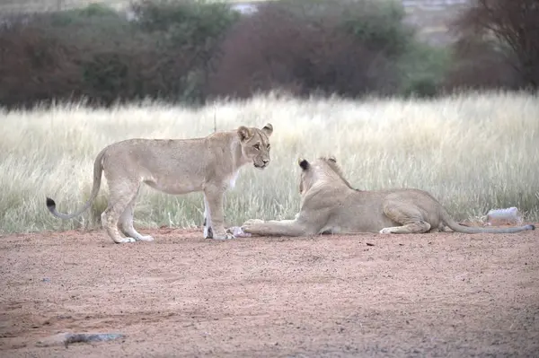 Aslanlar yerde dinleniyor Etoşa, namibya 'da.