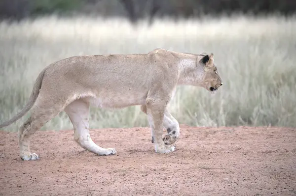 Güzel bir aslan savanadaki kumda yürüyor.