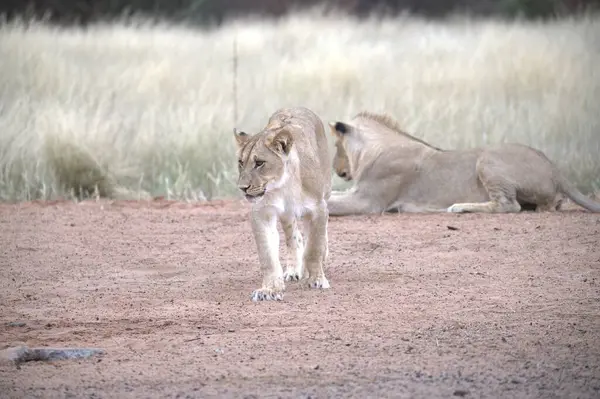 Kruger Ulusal Parkı 'nda aslan yavrusu - Güney Afrika