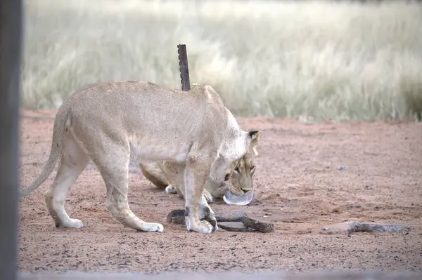 Savanadaki vahşi bir aslan