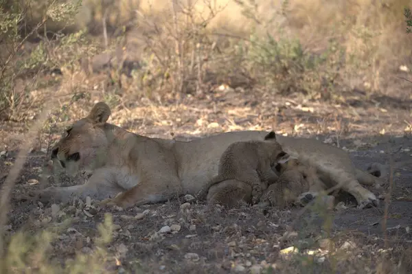 Kenya 'daki savanada aslan yavruları