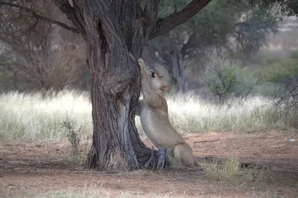 Güney Afrika savanındaki aslan.