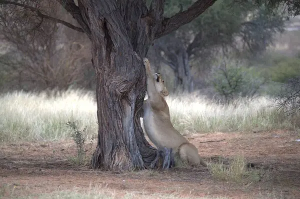 Kruger parkındaki kuru bir ağaçta oynayan genç bir dişi aslan yavrusu. Güney Afrika.