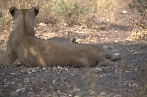 Vahşi doğada dişi aslan.