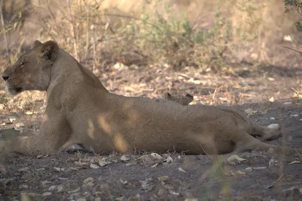 Ormandaki dişi aslan.