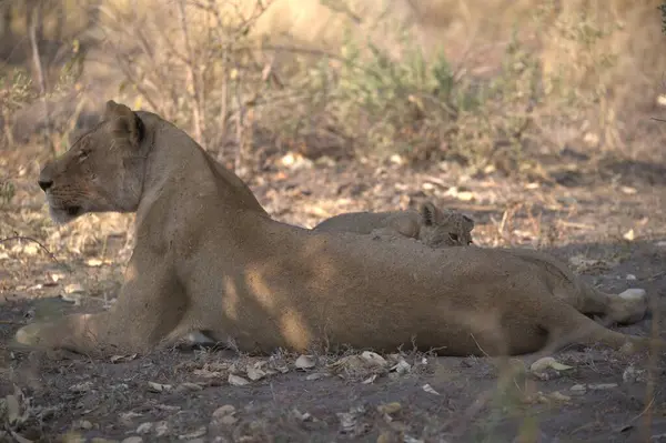 Aslan yavrusu yerde yatıyor.
