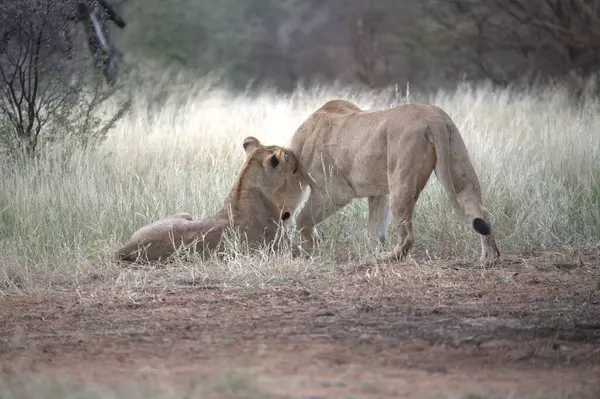 Bir çift aslan yavrusu çimenlerde yürüyor.