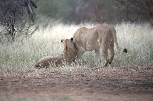 Kuru çimenlerde aslan yavrusu
