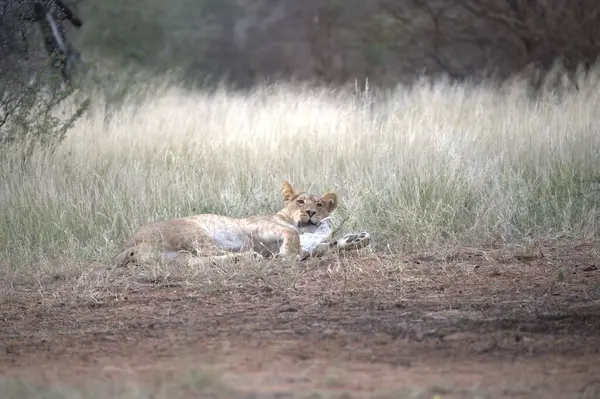 Kruger Park, Güney Afrika 'da bir hyaena.