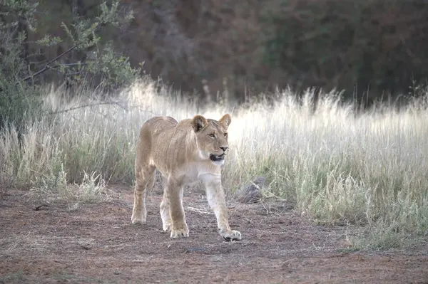 Kenya savanındaki aslan