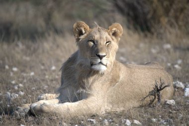 Zimbabwe savanındaki aslan.
