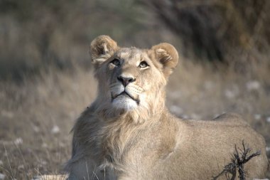 Kenya savanındaki aslan