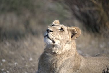 Afrika 'da, bozkırda bir aslan