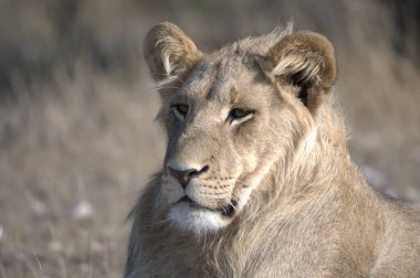 Hayvanat bahçesindeki aslan