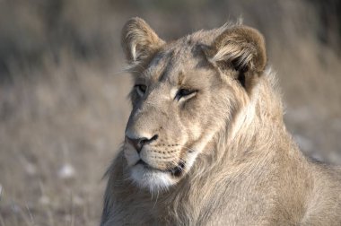 Arka planı bulanık olan bir erkek aslanın yakın plan fotoğrafı.