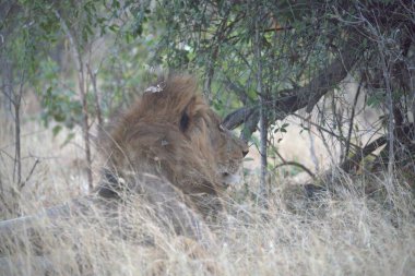 Aslan, panthera leo, panthera, Güney Afrika