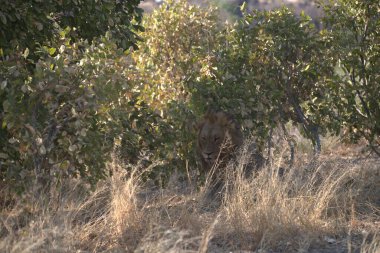 Savananın ulusal parkında çimlerde bir aslan