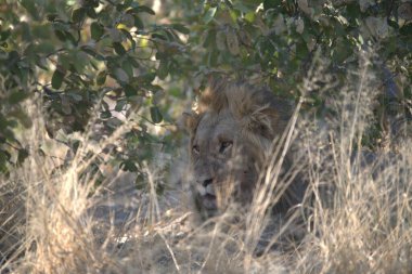 Afrika aslanı Kruger National park, Güney Afrika