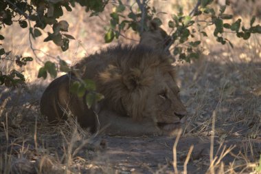 Afrika 'nın bozkırındaki aslan