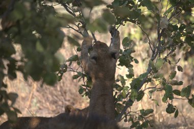 Şirin bir geyiğin yakın plan fotoğrafı.