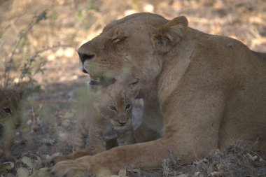 Savanadaki aslan ailesi.