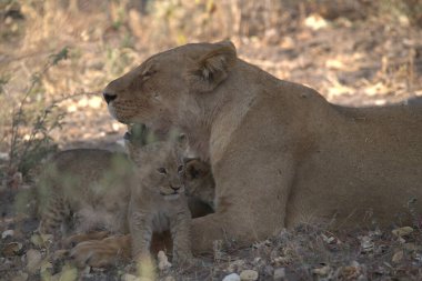 Aslan yavrusu ve yavrusu çimenlerde.