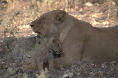 Vahşi aslan yavrusu
