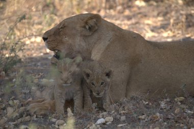 Güney Afrika 'daki Kruger Ulusal Parkı' nda aslan yavrusu.