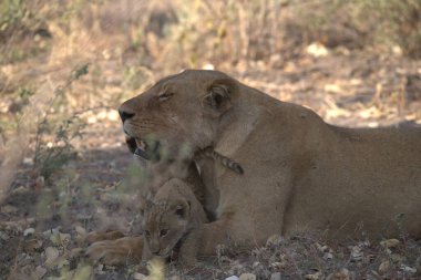 Güney Afrika 'daki Kruger Ulusal Parkı' nda aslan yavrusu.