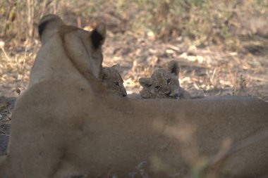 Afrika 'nın savanasında aslanlar