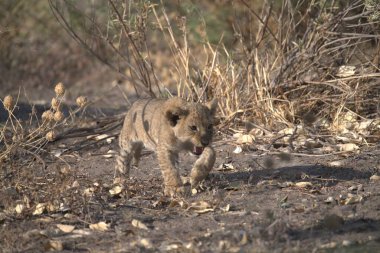 Afrika 'nın güneyindeki Kruger parkında aslan var.