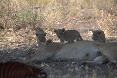 Güney Afrika 'daki Kruger Ulusal Parkı' nda bir aslan.