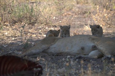 Kenya savanındaki aslanlar