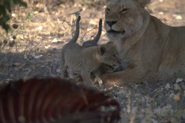 Lion ailesi Güney Afrika 'daki Kruger Ulusal Parkı' nda oynuyor.