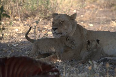 Genç aslanlar Kruger Park, Güney Afrika 'da
