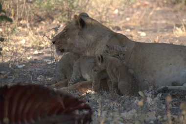 Hayvanat bahçesindeki şirin bir aslanın yakın plan fotoğrafı.