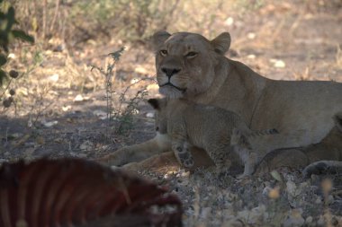 Bir aslan yavrusu çimenlerde yatıyor.
