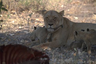 Güney Afrika 'daki Kruger Ulusal Parkı' nda aslan yavrusu.