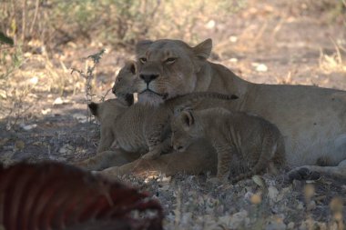 Doğadaki aslan yavruları