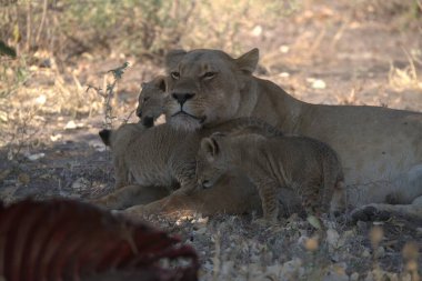 Kruger Ulusal Parkı 'nda aslan yavrusu