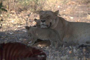Afrika 'nın bozkırındaki aslan