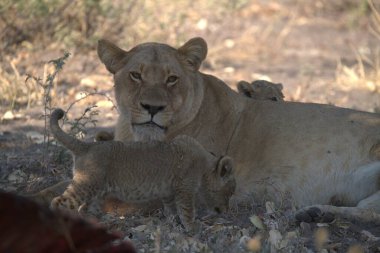 Afrika 'nın bozkırındaki aslan