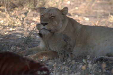 Hayvanat bahçesinde bir aslan